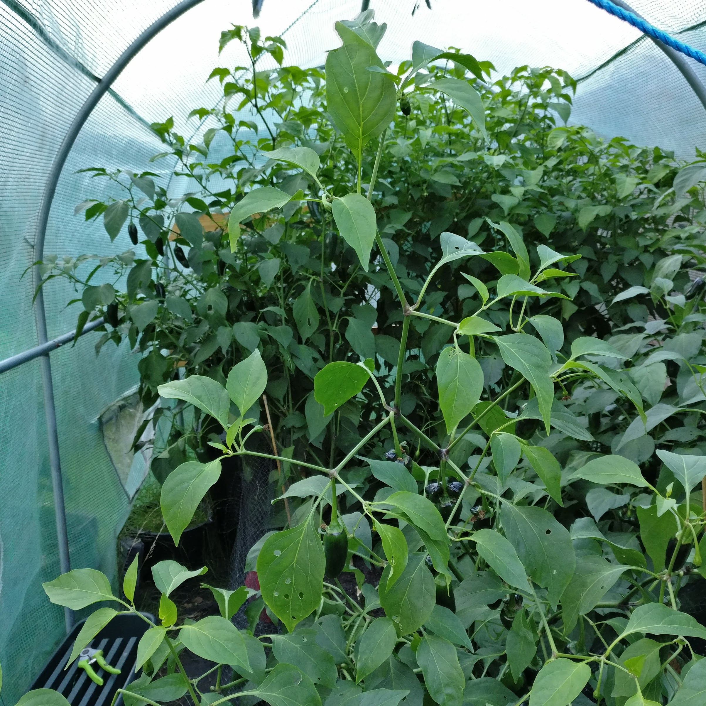 Automated greenhouse watering and control setup