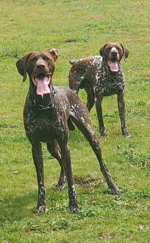 Two German Shorthaired Pointers outdoors